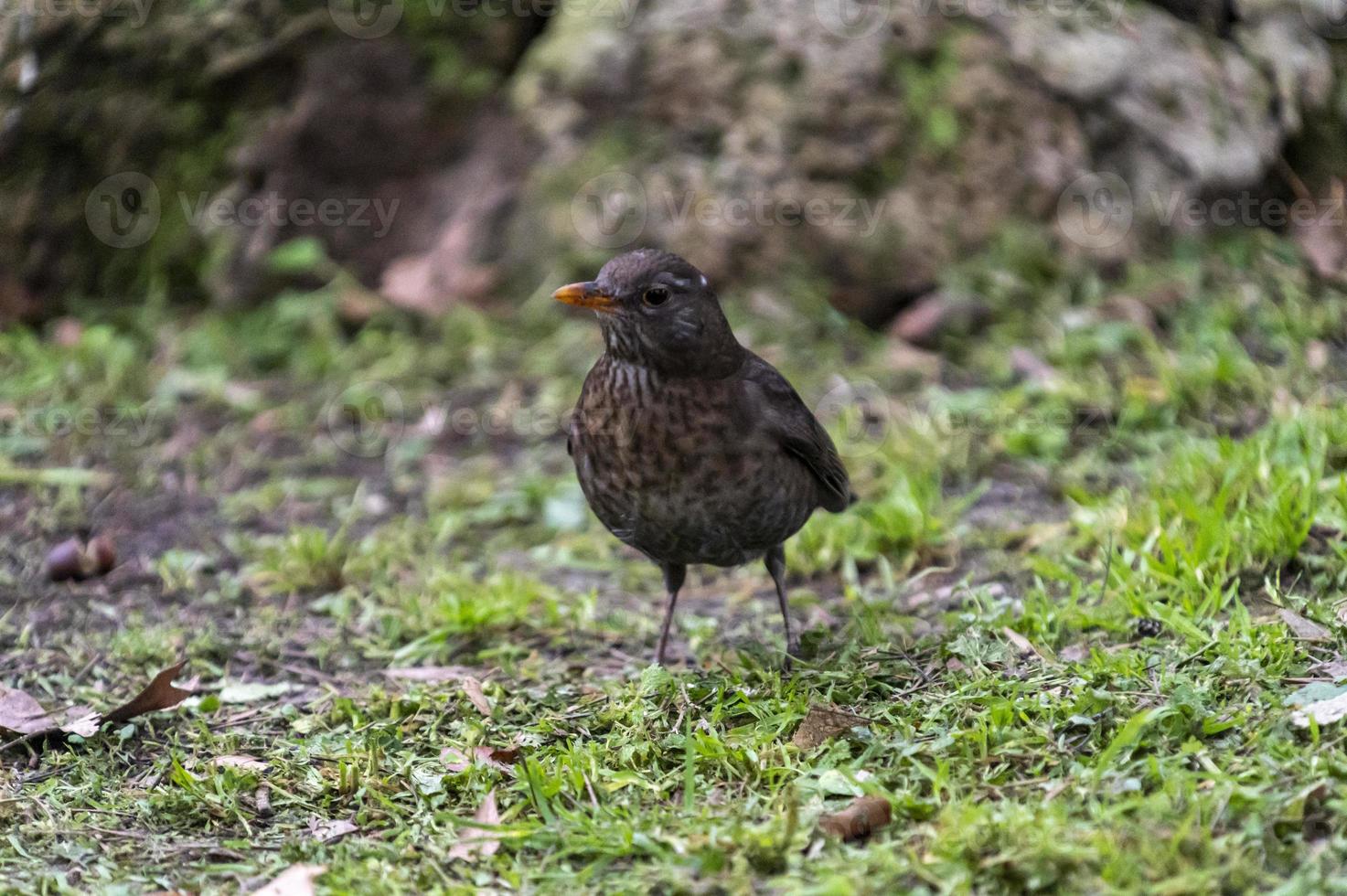 blackbird with orange beak on meadow photo