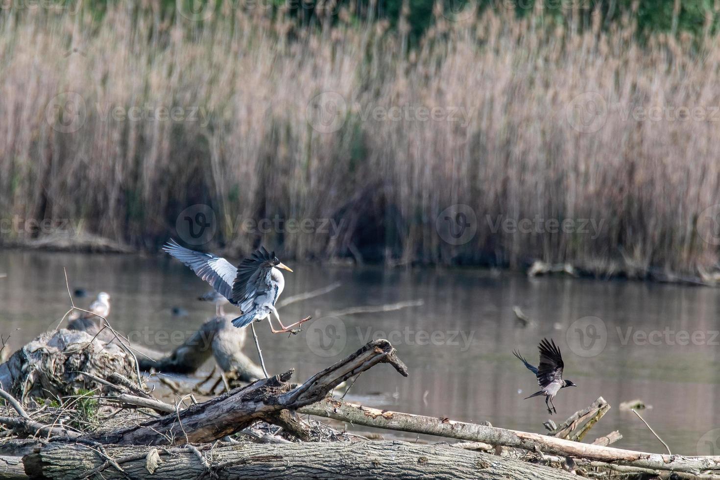 gray heron on the laying lake photo