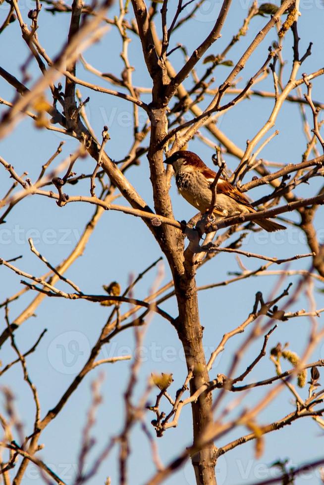 sparrow on the plant photo