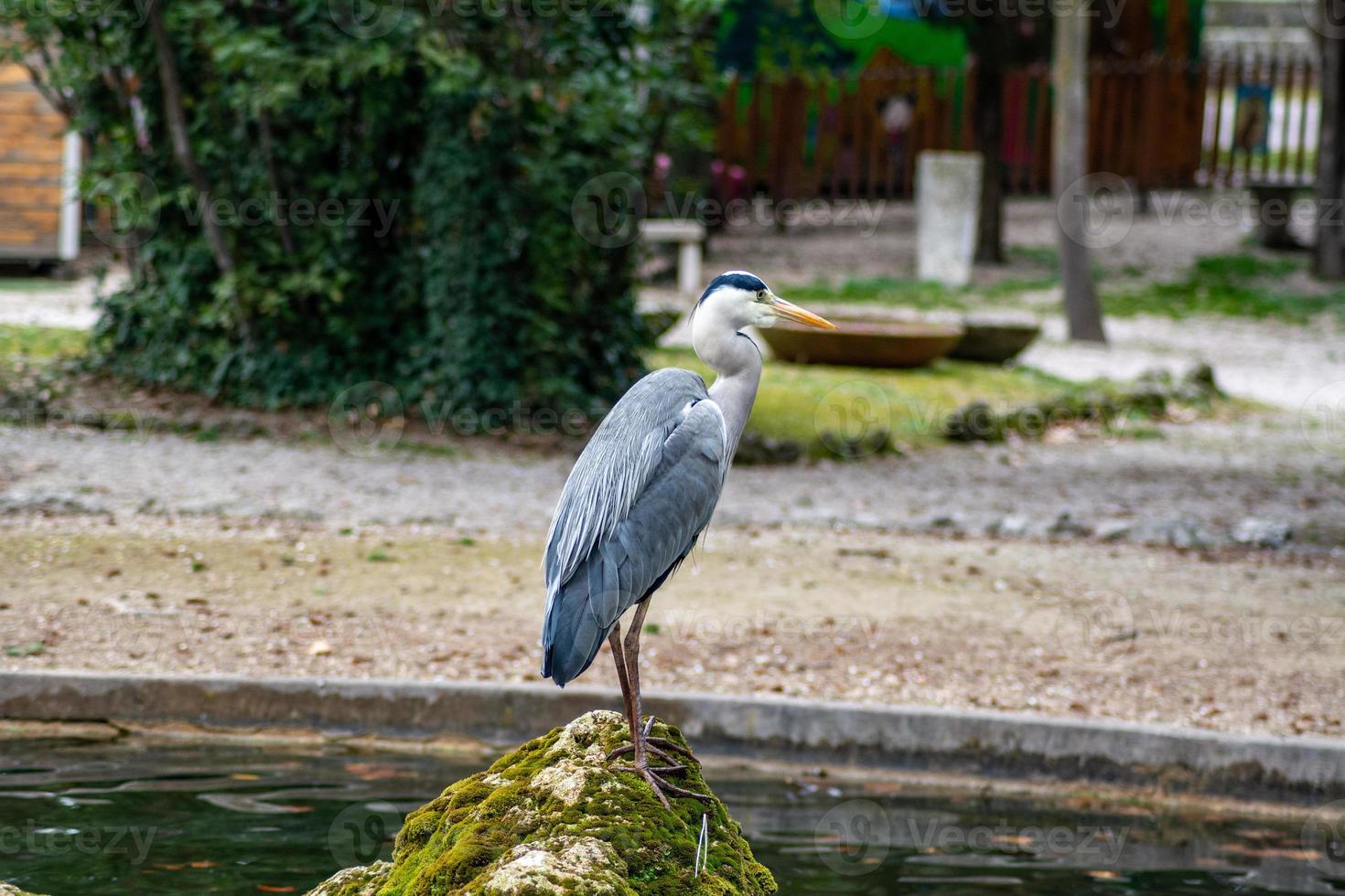 the gray heron photo