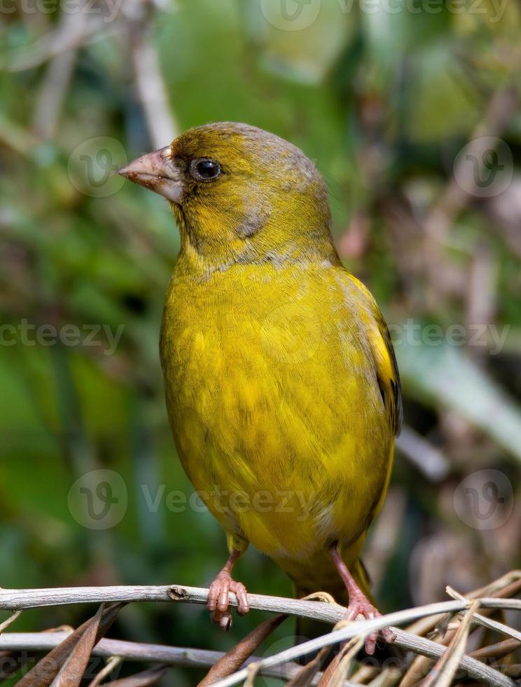 pájaro verderón colocado sobre madera foto