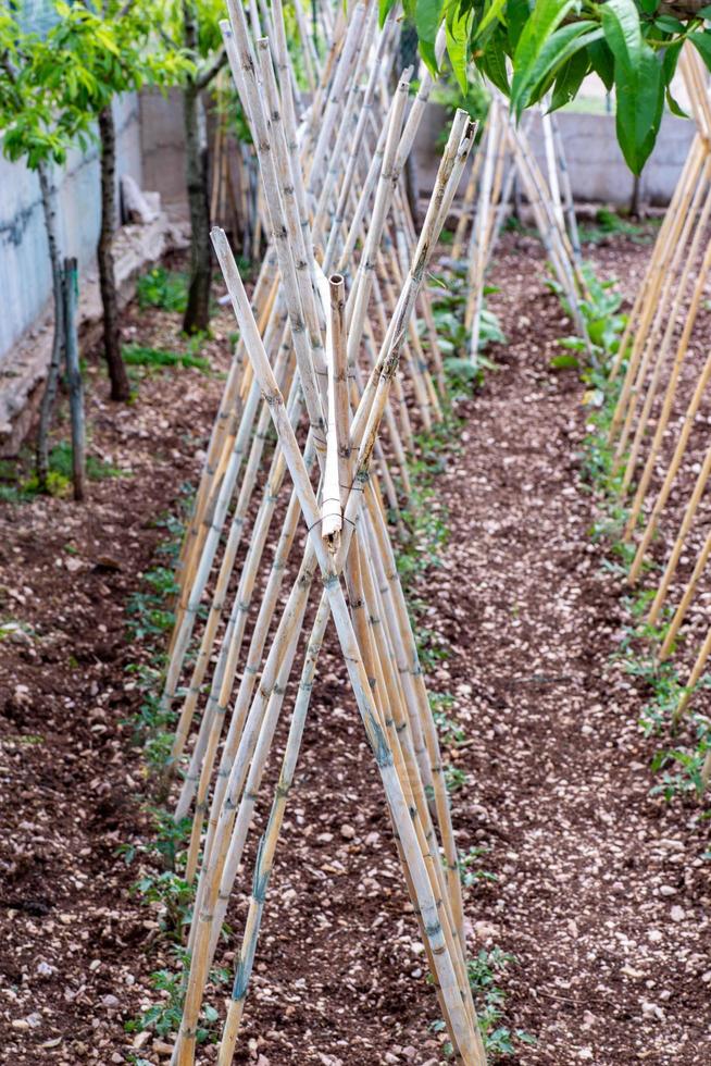 GROWING TOMATOES PLANT photo