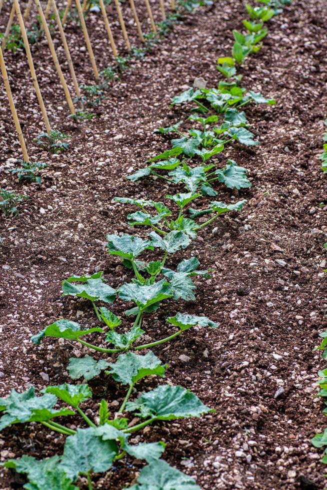 the ZUCCHINI PLANTATION photo