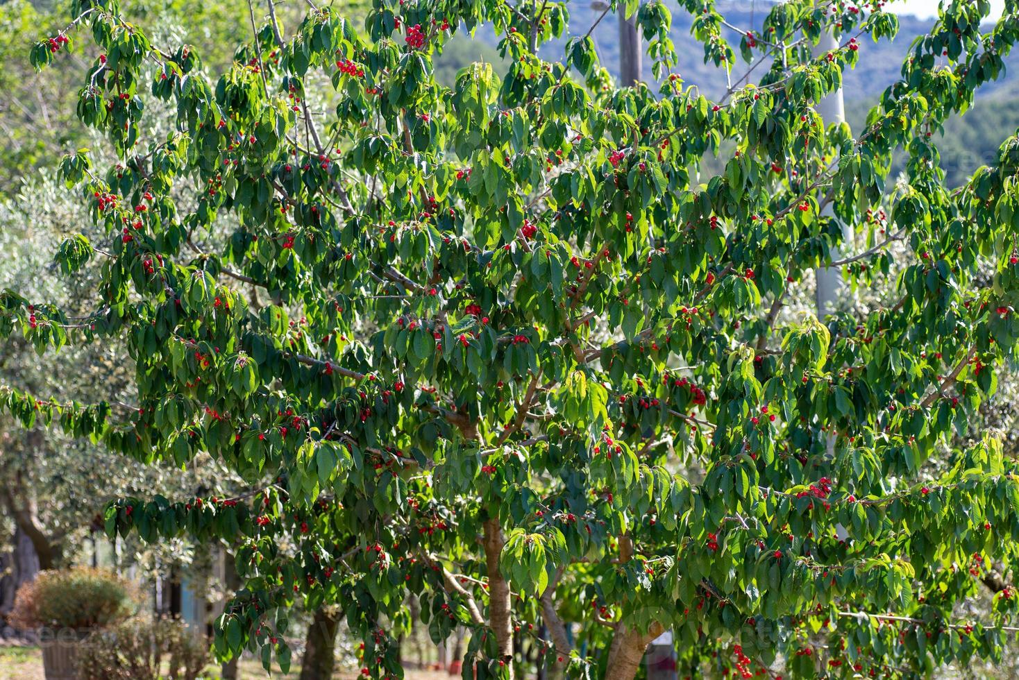 weep of freshly grown red cherries photo