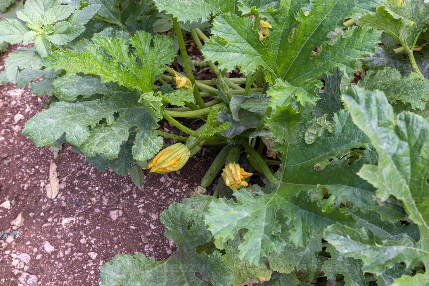 growing zucchini with flowers ready for harvest photo