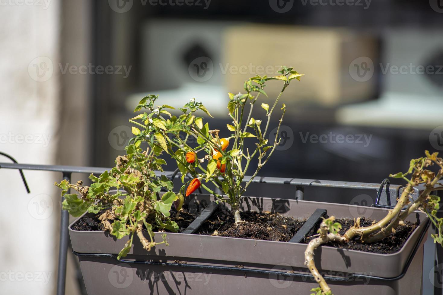 chilli seedling planted on a pot photo