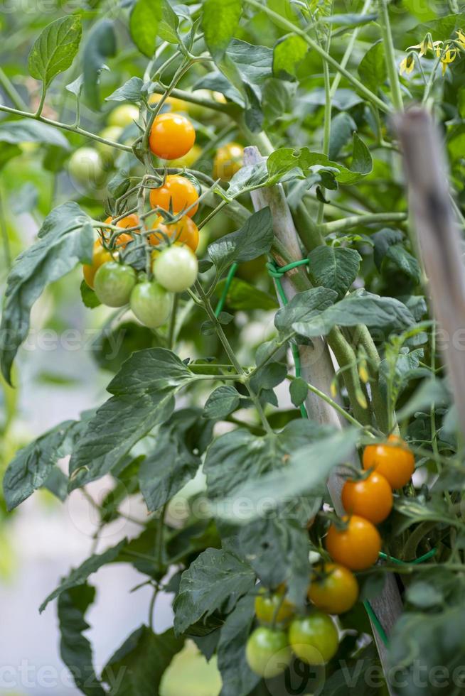 tomates cherry en la planta en crecimiento foto