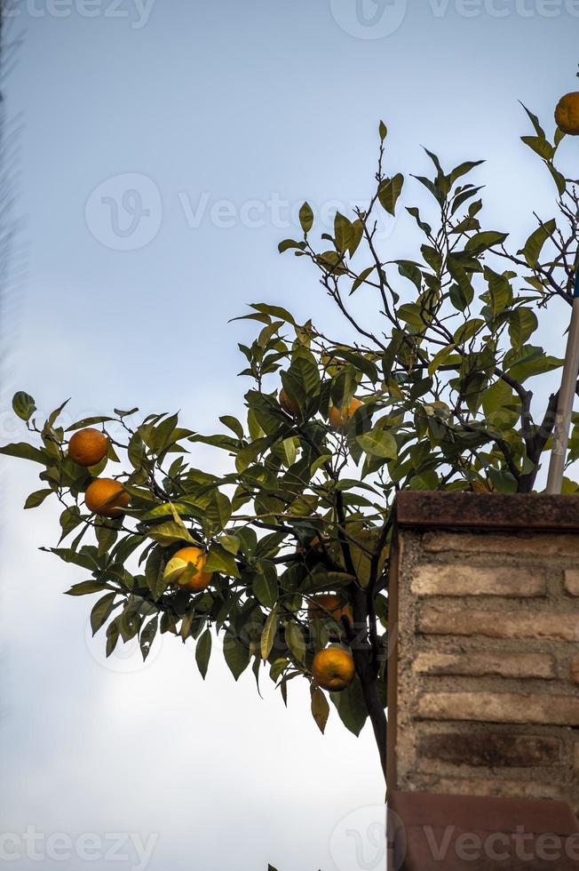 planta de mandarina fuera de una casa foto