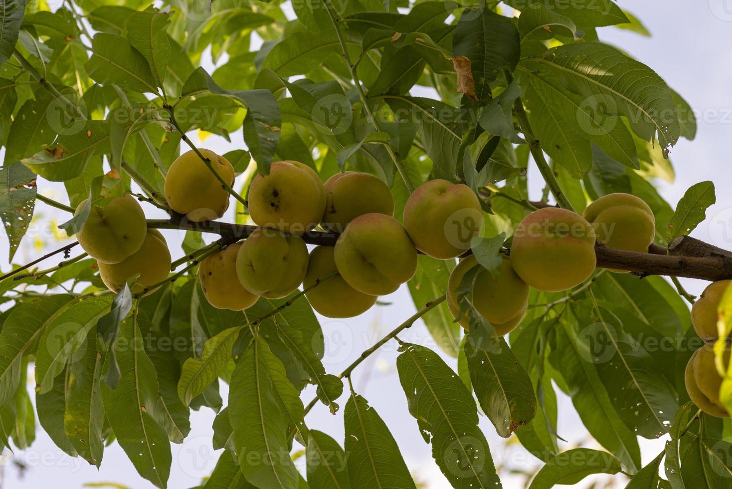 melocotones de septiembre en el árbol foto