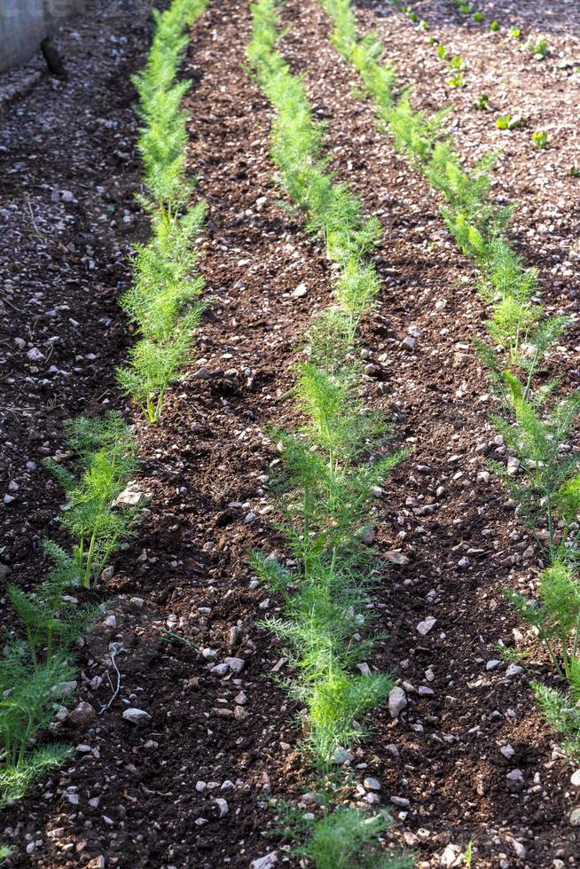 pequeña plantación de hinojo recién cultivado foto