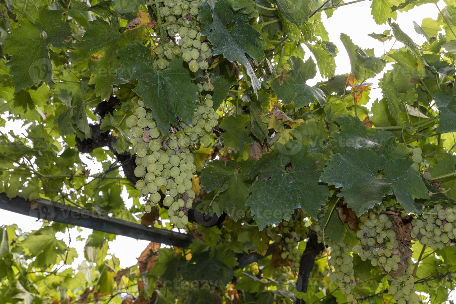 racimos de uvas de mesa blancas foto