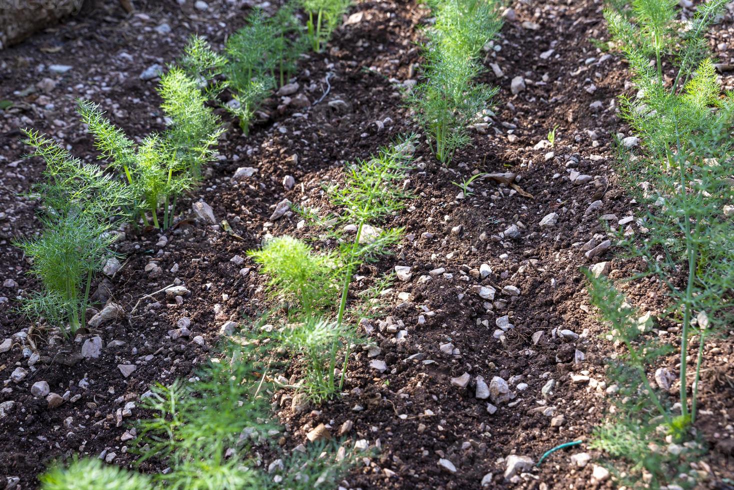 pequeña plantación de hinojo recién cultivado foto