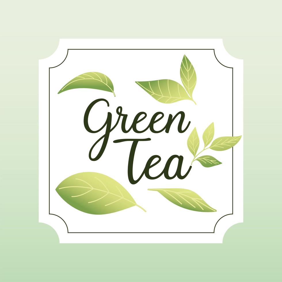 green tea with leaves in frame vector design