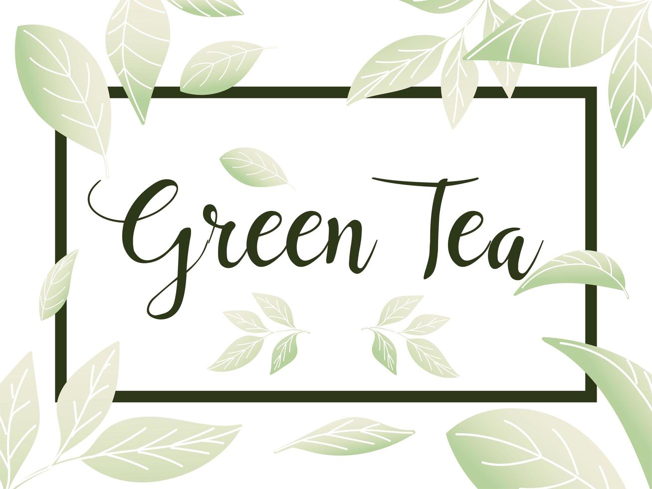 green tea with leaves in frame vector design