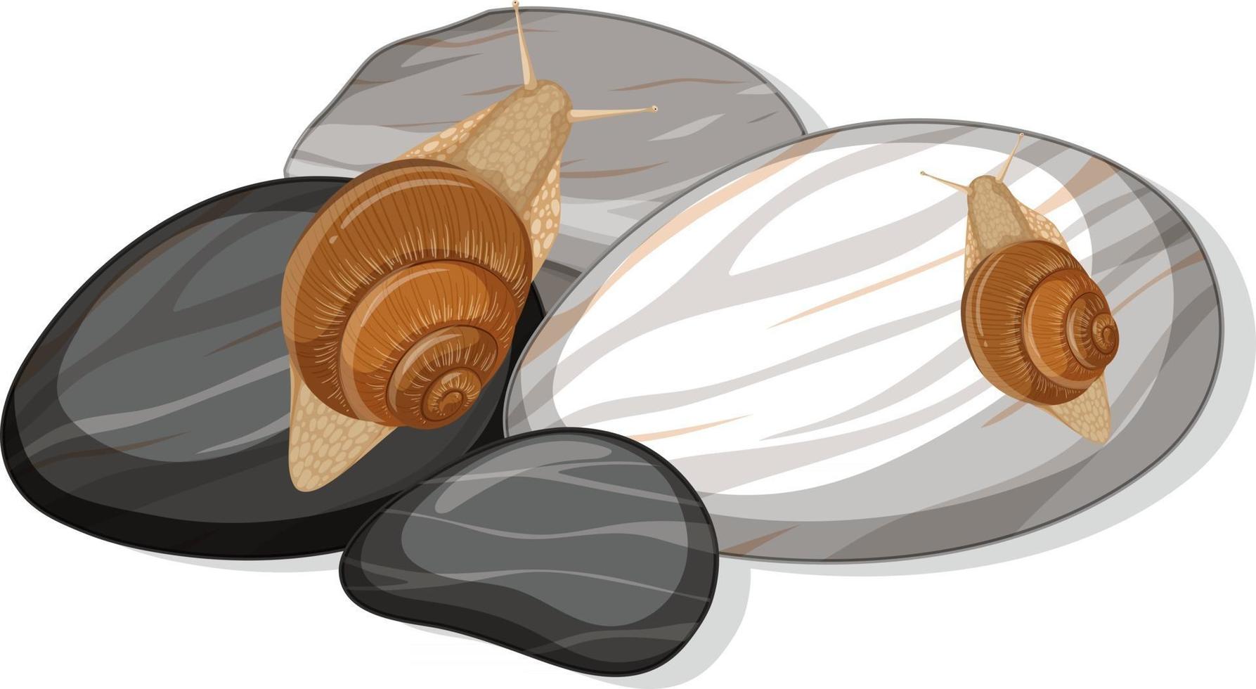 Top view of a snail on stones leaf isolated vector