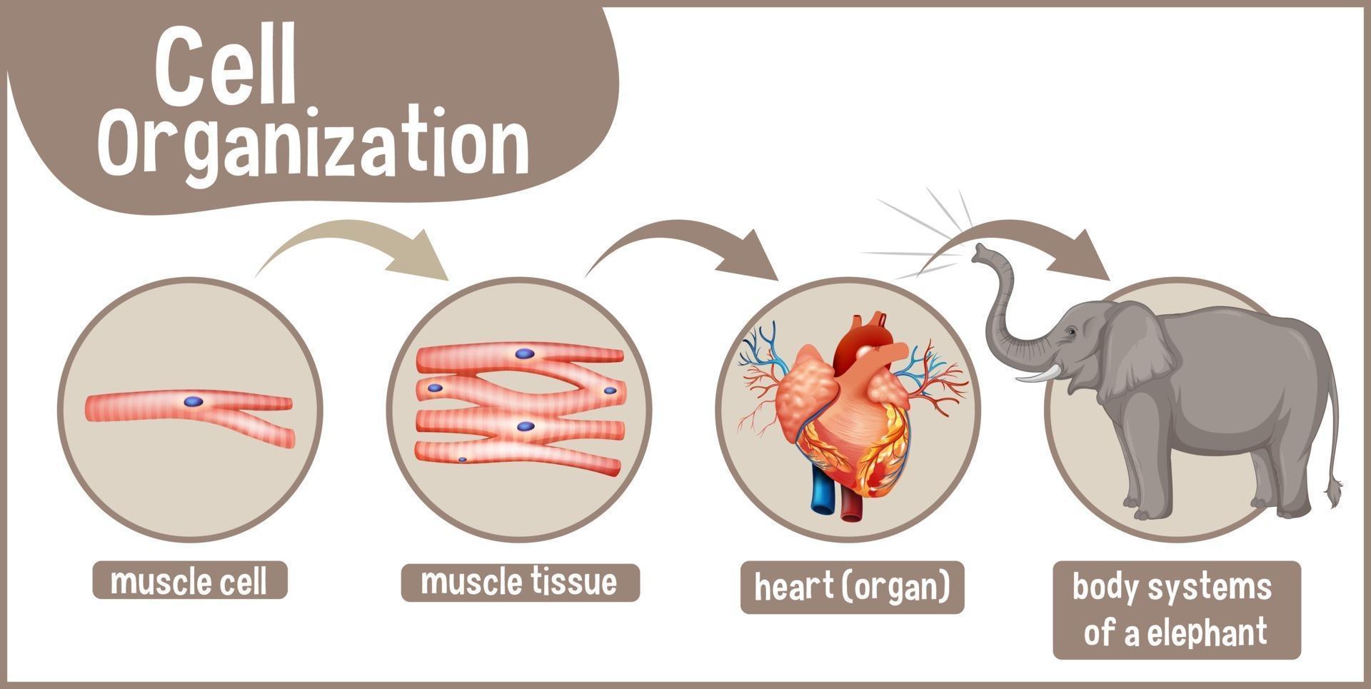 Diagram showing cell organization in a elephant vector