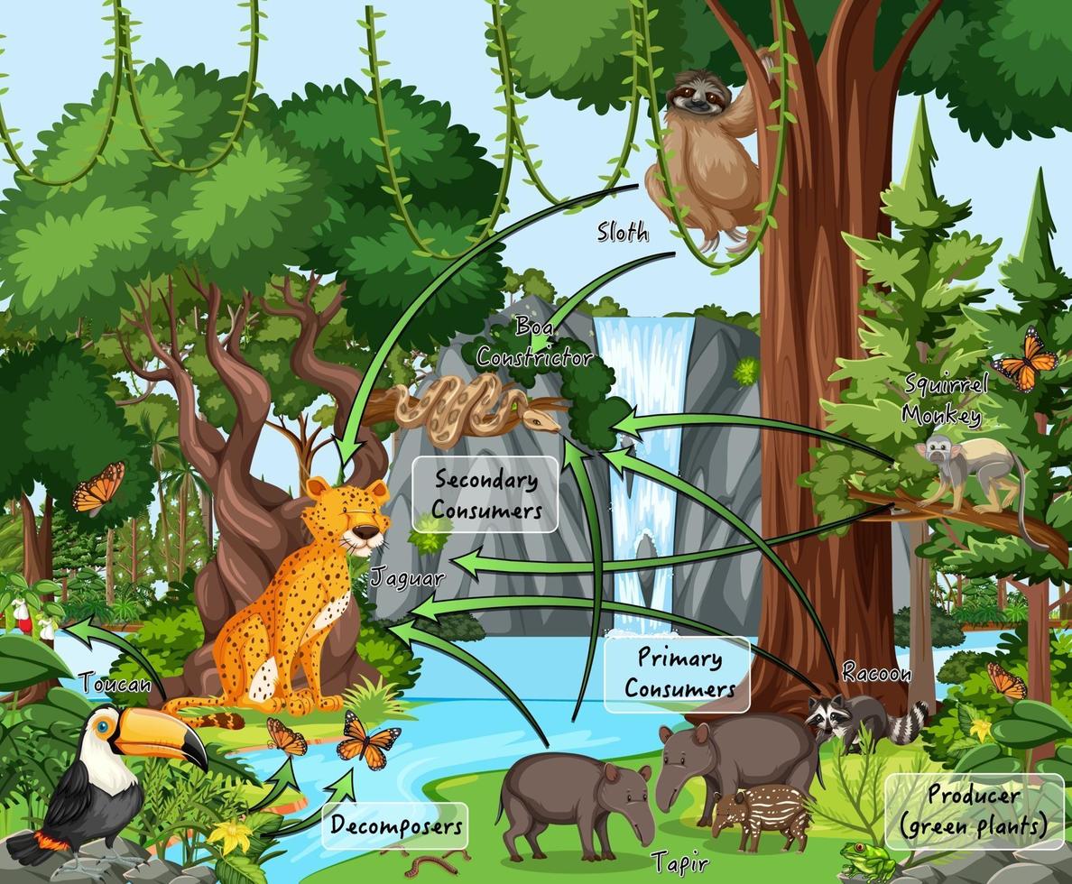 Diagram showing food web in the rainforest vector