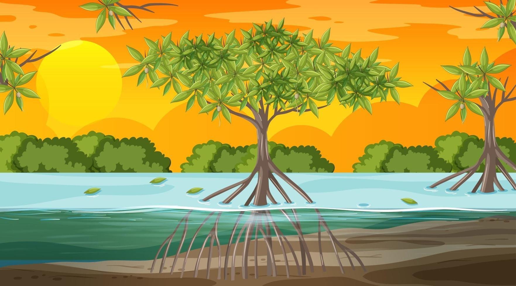 Mangrove forest landscape scene at sunset time vector