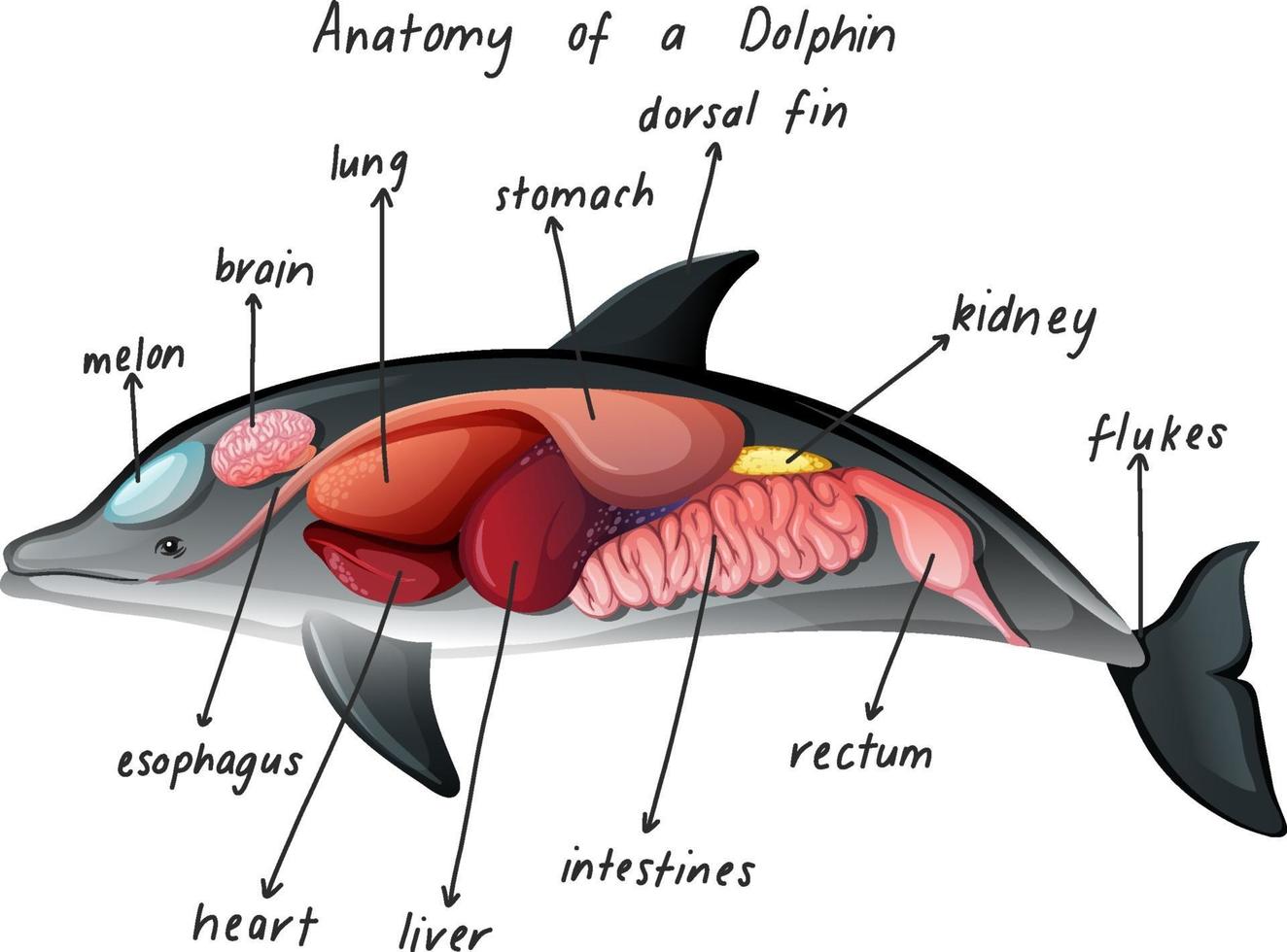 anatomía de un delfín vector