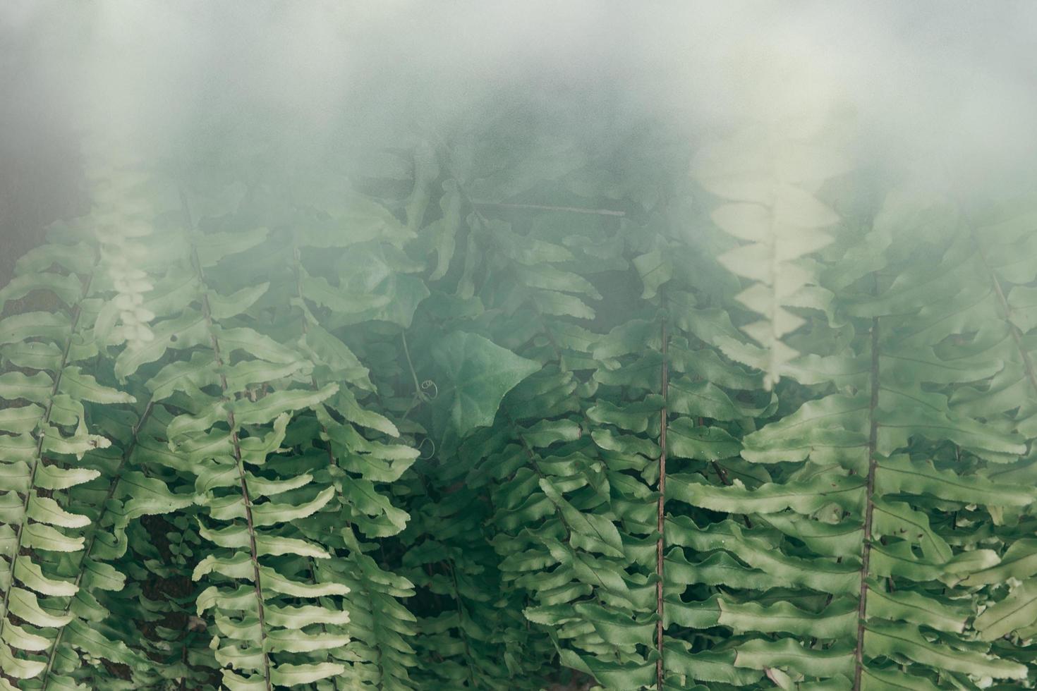 jardín vertical con hoja verde tropical con niebla y lluvia, tono oscuro foto