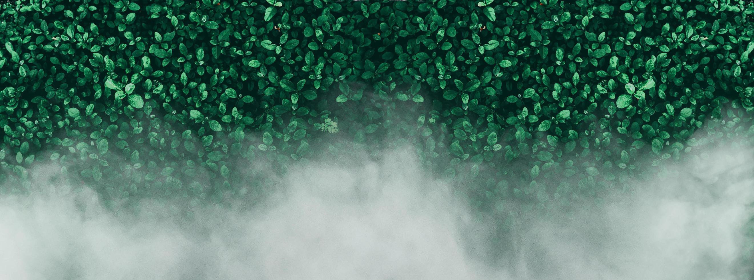 Vertical garden with tropical green leaf with fog and rain, Dark tone photo
