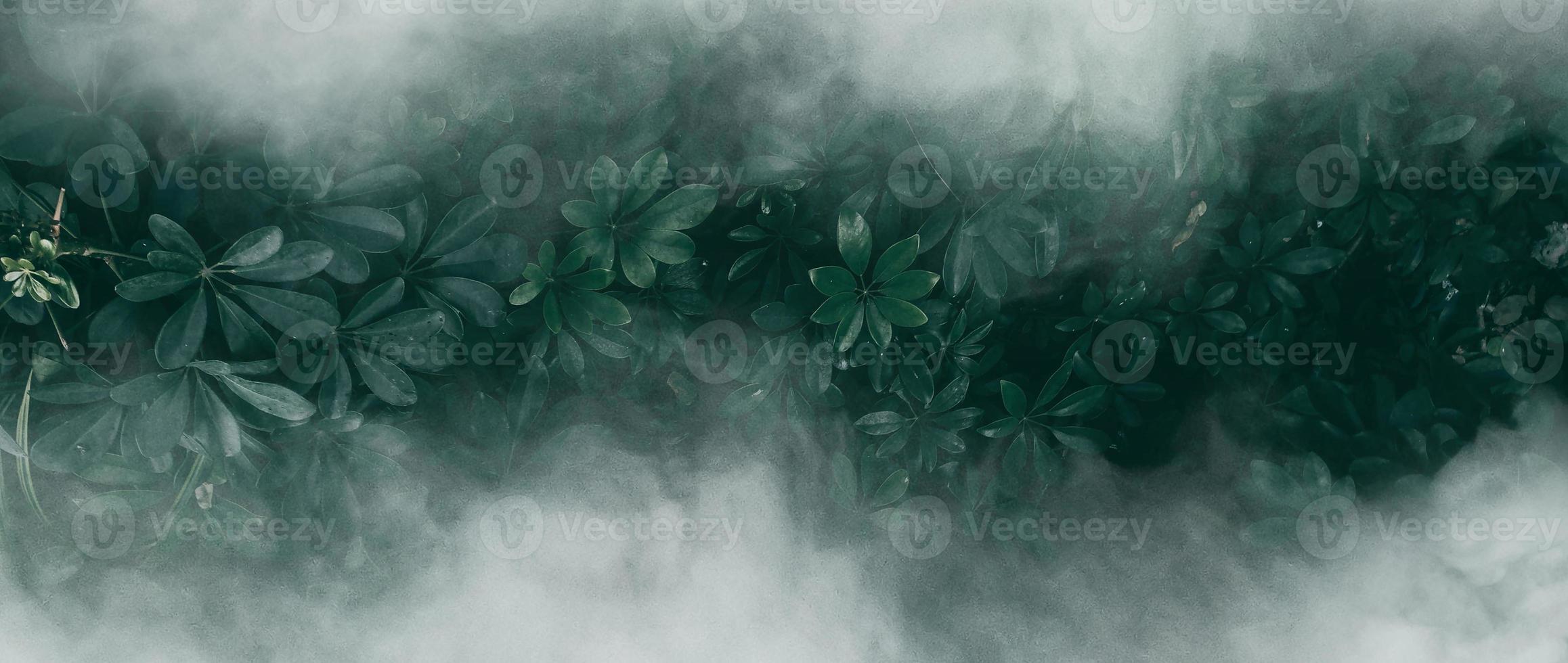 jardín vertical con hoja verde tropical con niebla y lluvia, tono oscuro foto