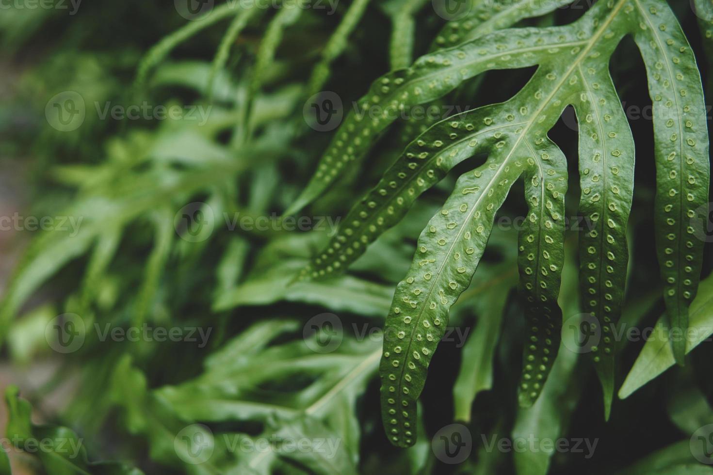 hoja verde tropical foto