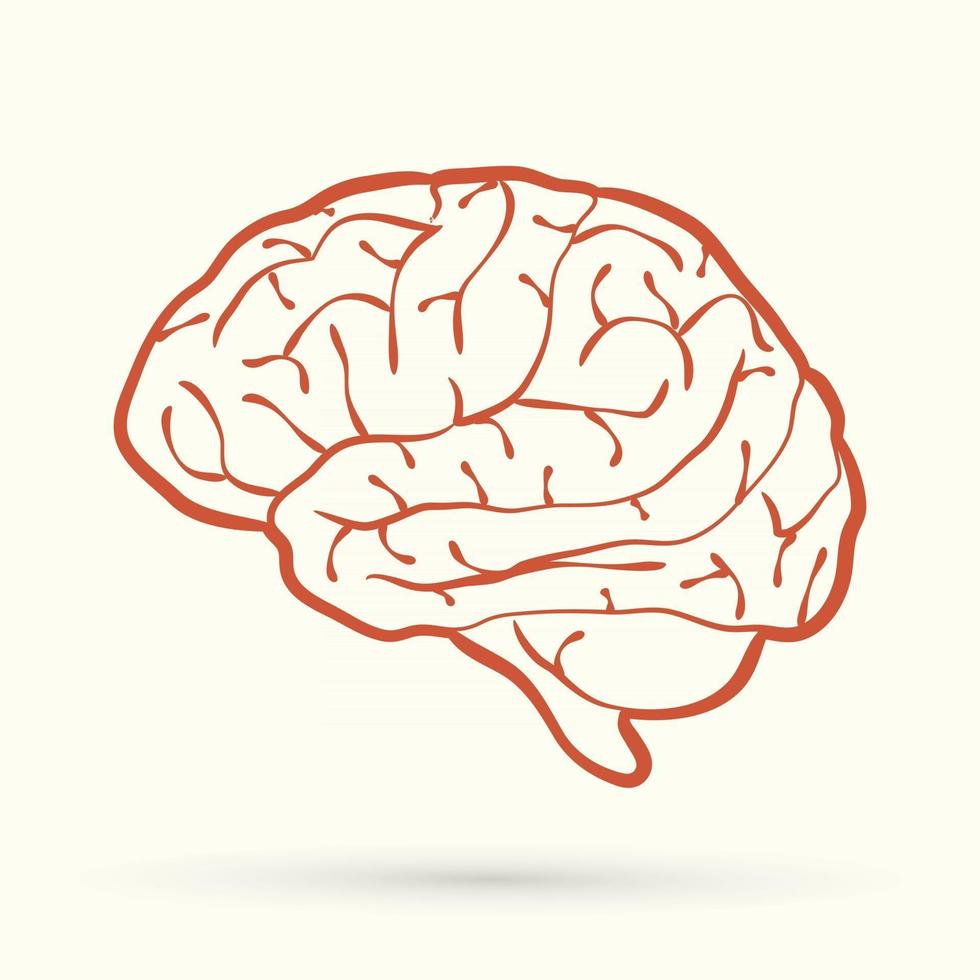 Outline Brain Side View vector