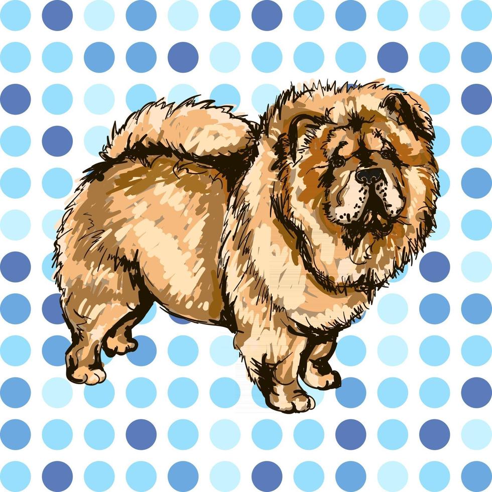 Vector ilustración colorida de raza de perro chow-chow aislado sobre fondo blanco.