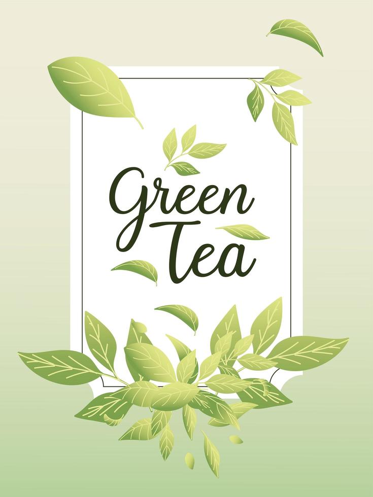 green tea with leaves in frame vector design