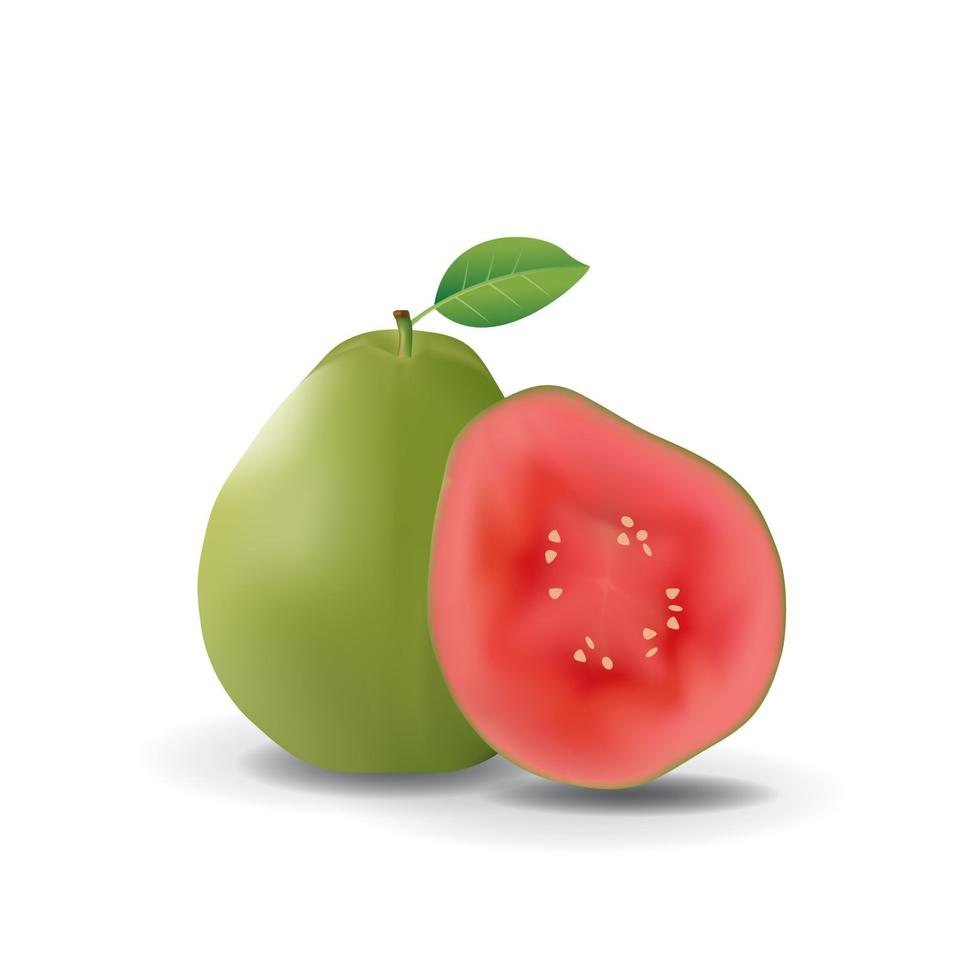 Red Guava Healthy Organic Fresh Fruit Summer Isolated Vector Illustration