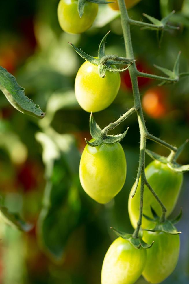 Ripe red tomatoes are hanging on the tomato tree in the garden photo