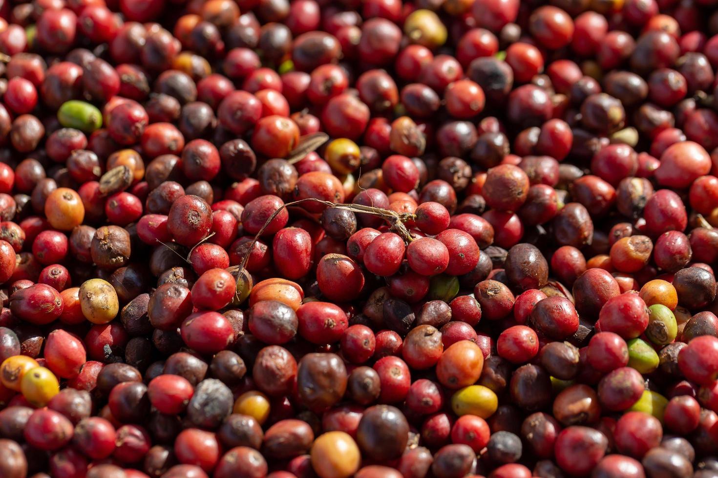 Fresh Arabica Red Coffee beans berries and Drying Process photo