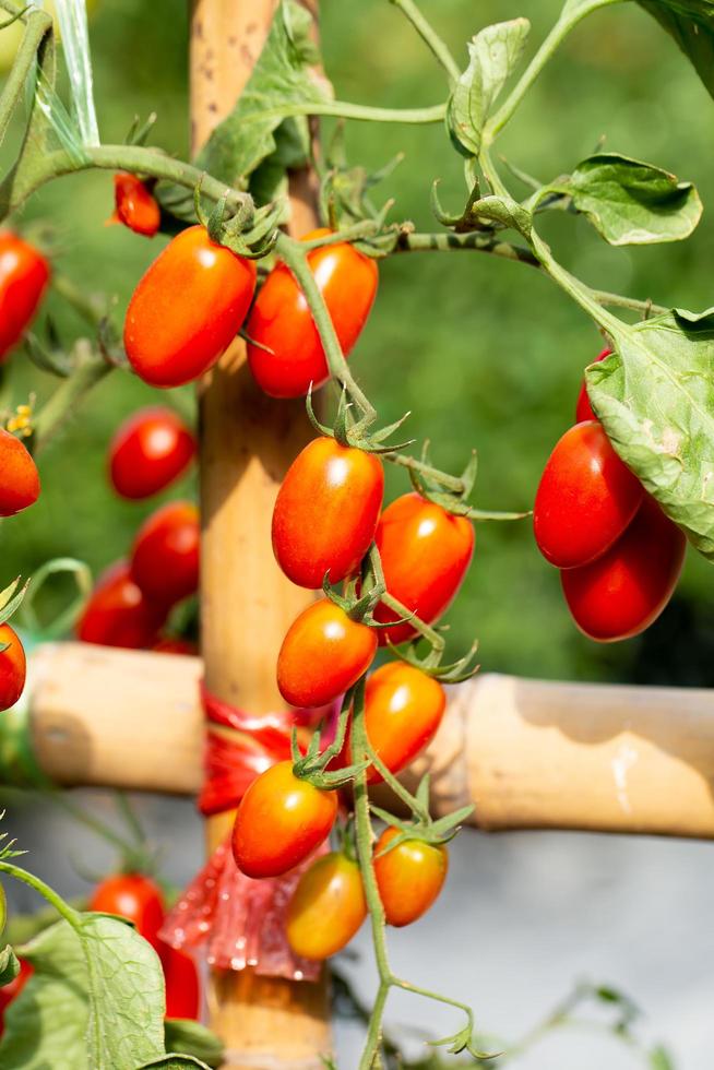 Ripe red tomatoes are hanging on the tomato tree in the garden photo