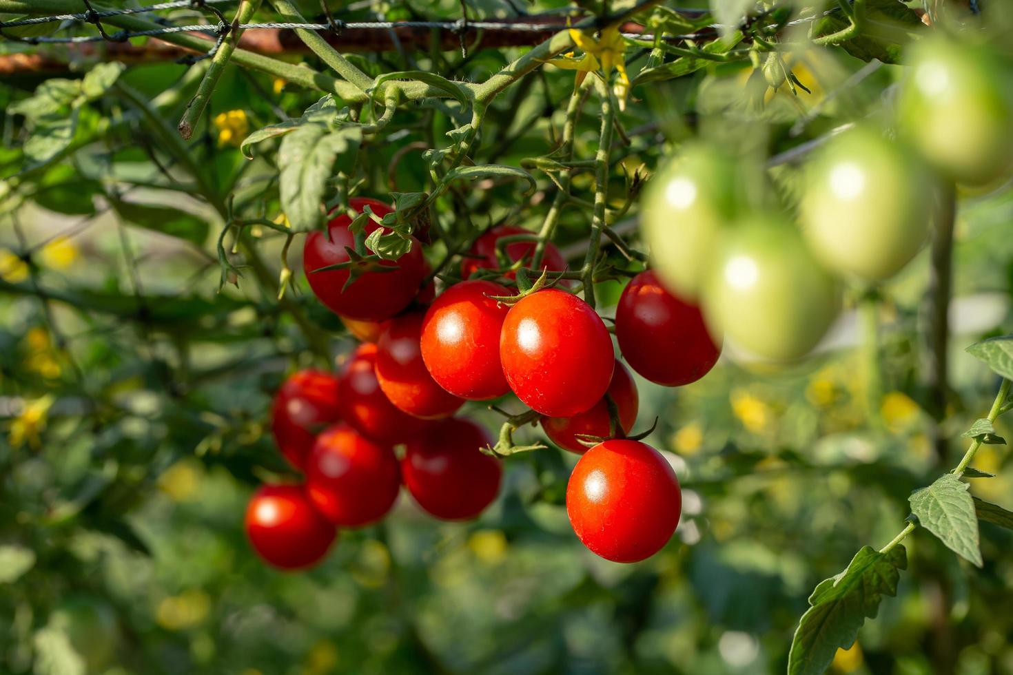 Los tomates rojos maduros cuelgan del árbol del tomate en el jardín foto