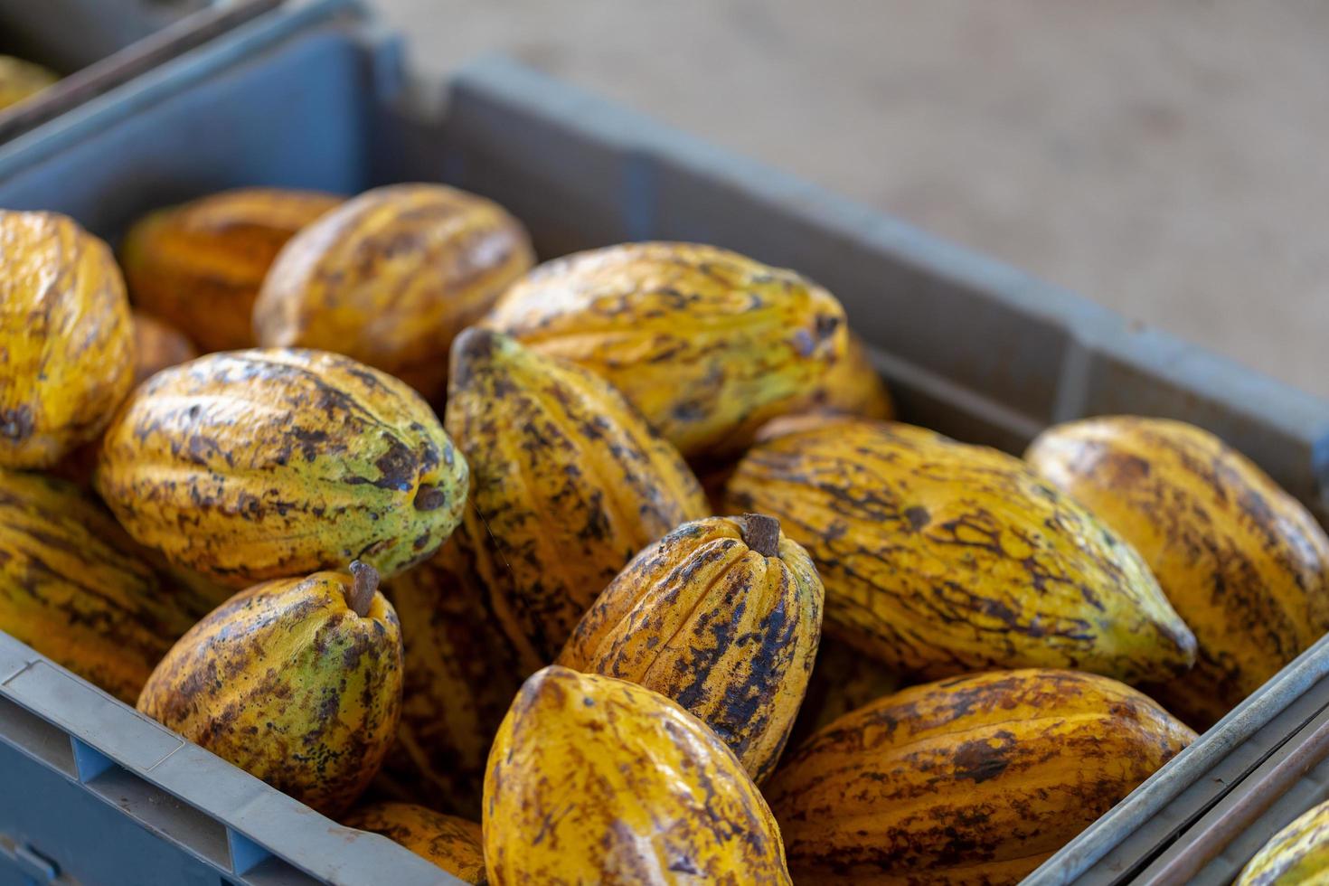 Cacao fruit raw cacao beans and Cocoa pod background photo