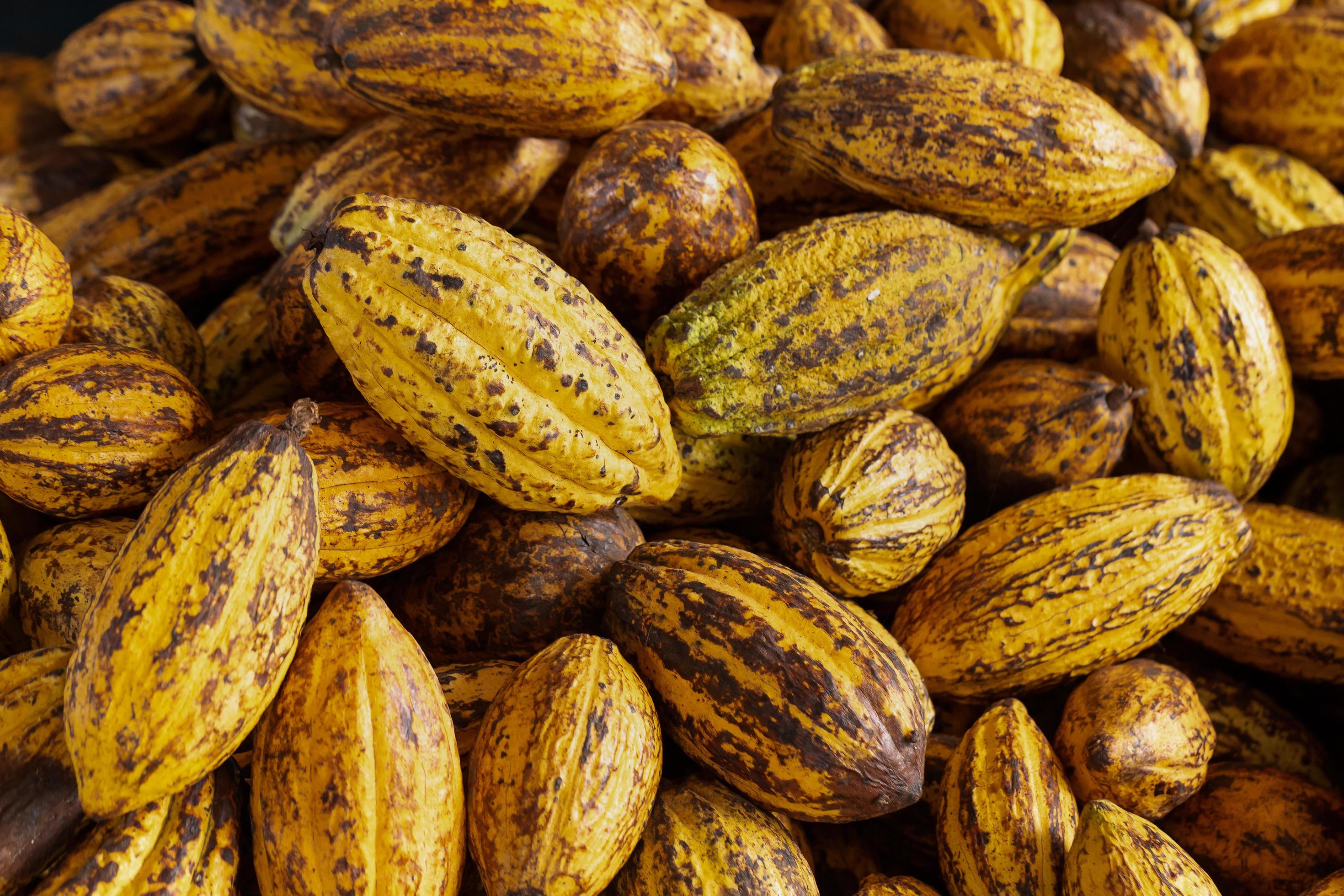 Cacao Fruit Raw Cacao Beans And Cocoa Pod Background Stock Photo At Vecteezy