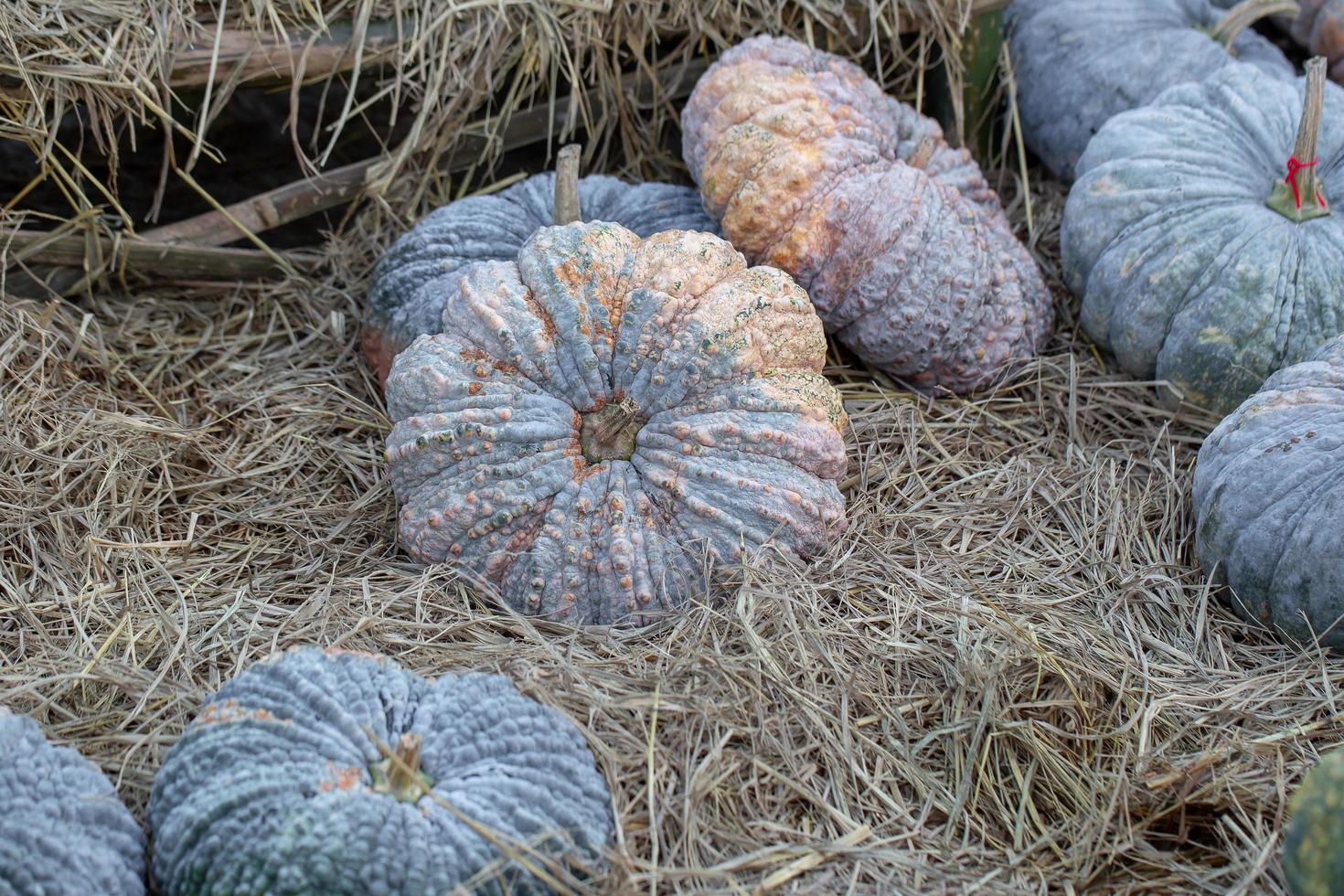 Pumpkin grows in the garden photo