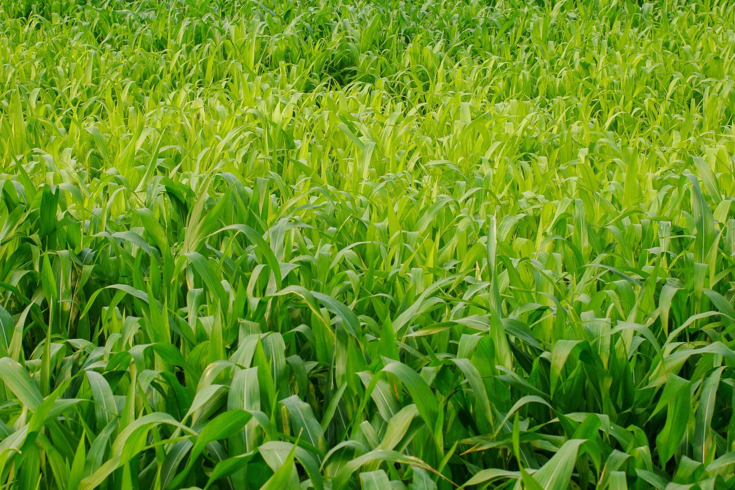 Young maize field Corn field in early morning light photo