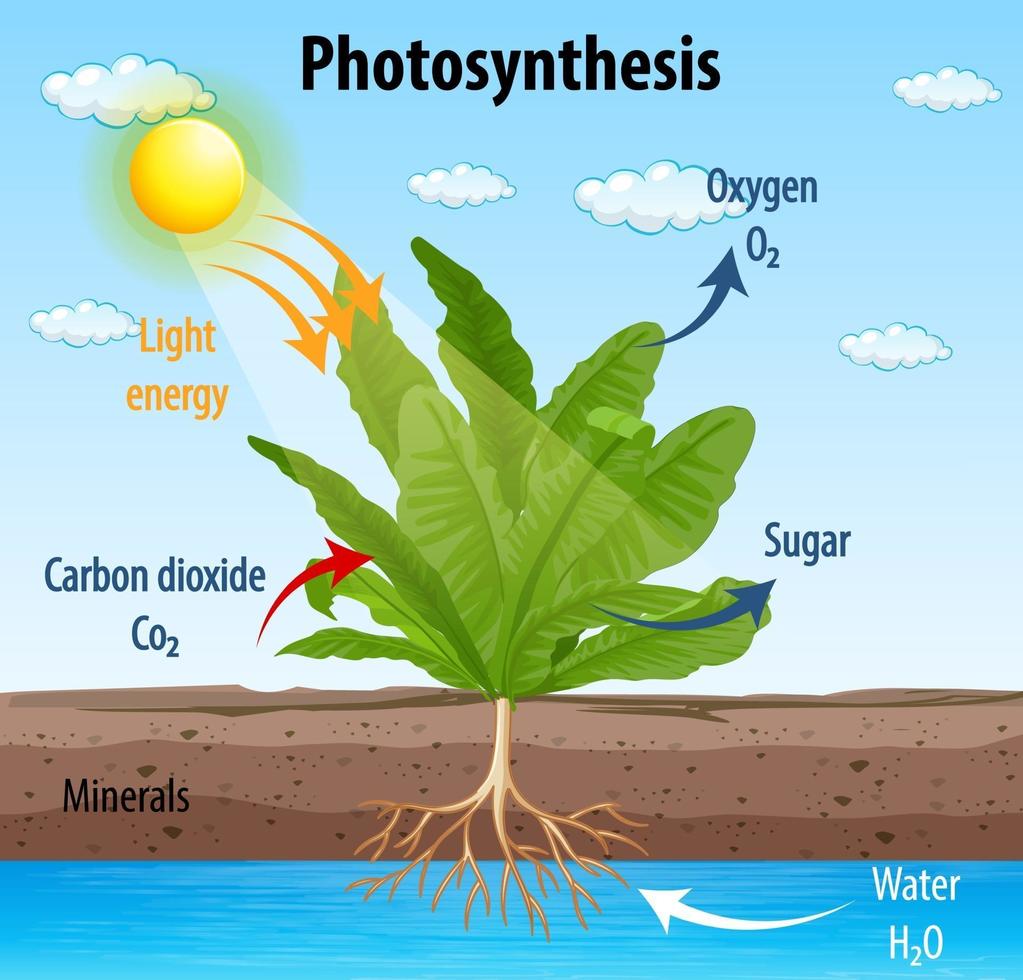 Diagrama que muestra el proceso de fotosíntesis en planta. vector