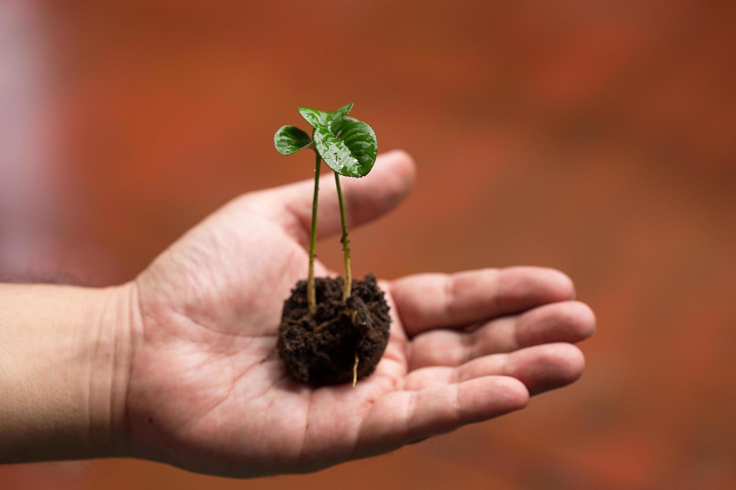 Imagen de manos masculinas trasplantando plantas jóvenes. foto