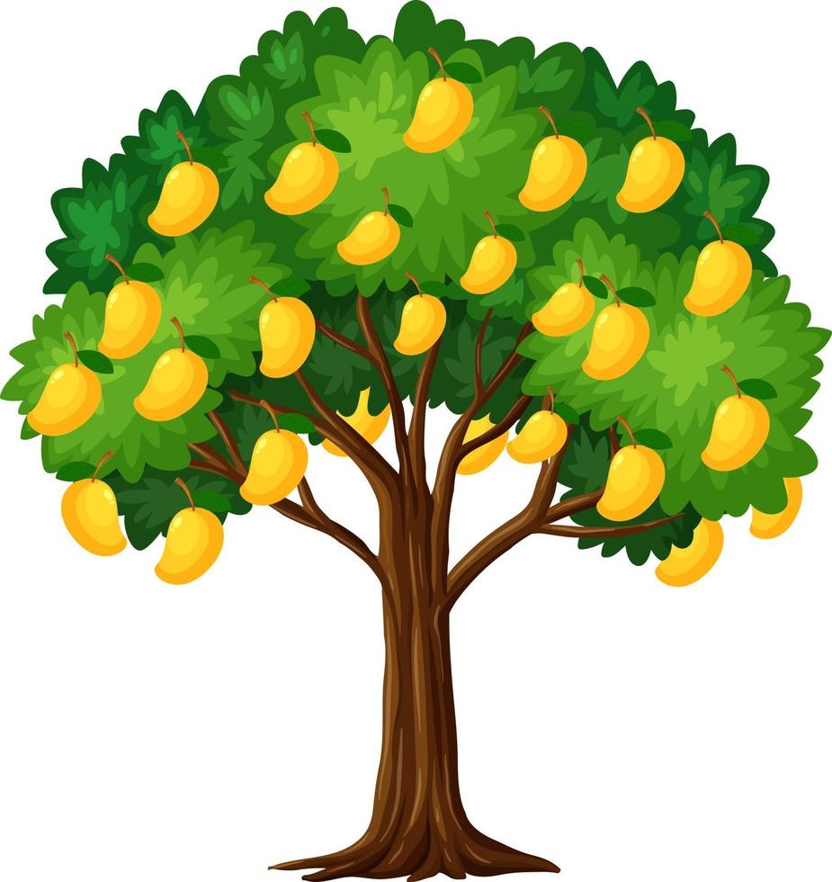 Yellow mango tree isolated on white background vector