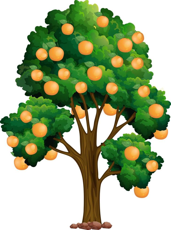 Orange tree isolated on white background vector