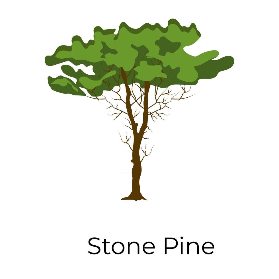Stone Pine Umbrella vector