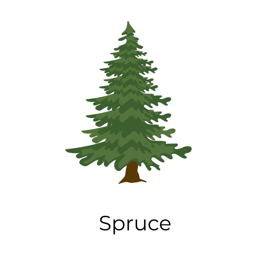Spruce Tree style vector