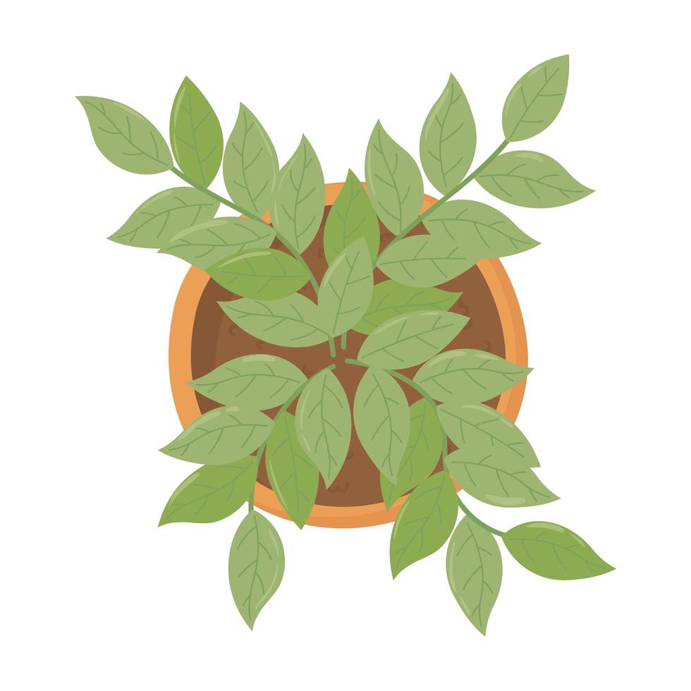 potted plant decoration design isolated top view vector