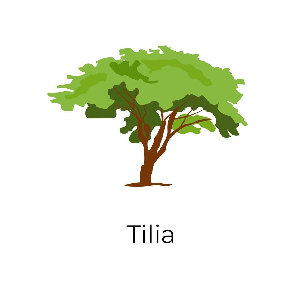 Trendy  Tilia Tree vector