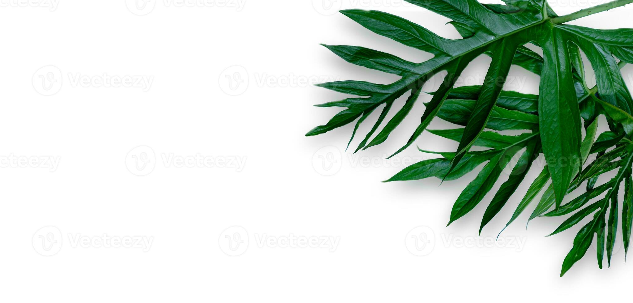 Leaf of Phak Naam Lasia Spinosa, a plant of the family Araceae on a white background photo