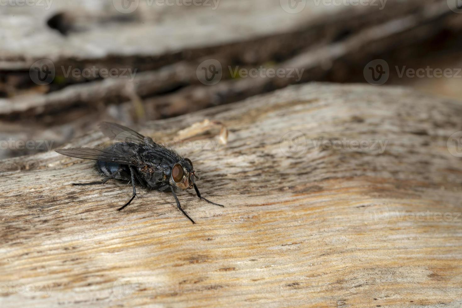 Detail of a blowfly sitting on a wooden board photo