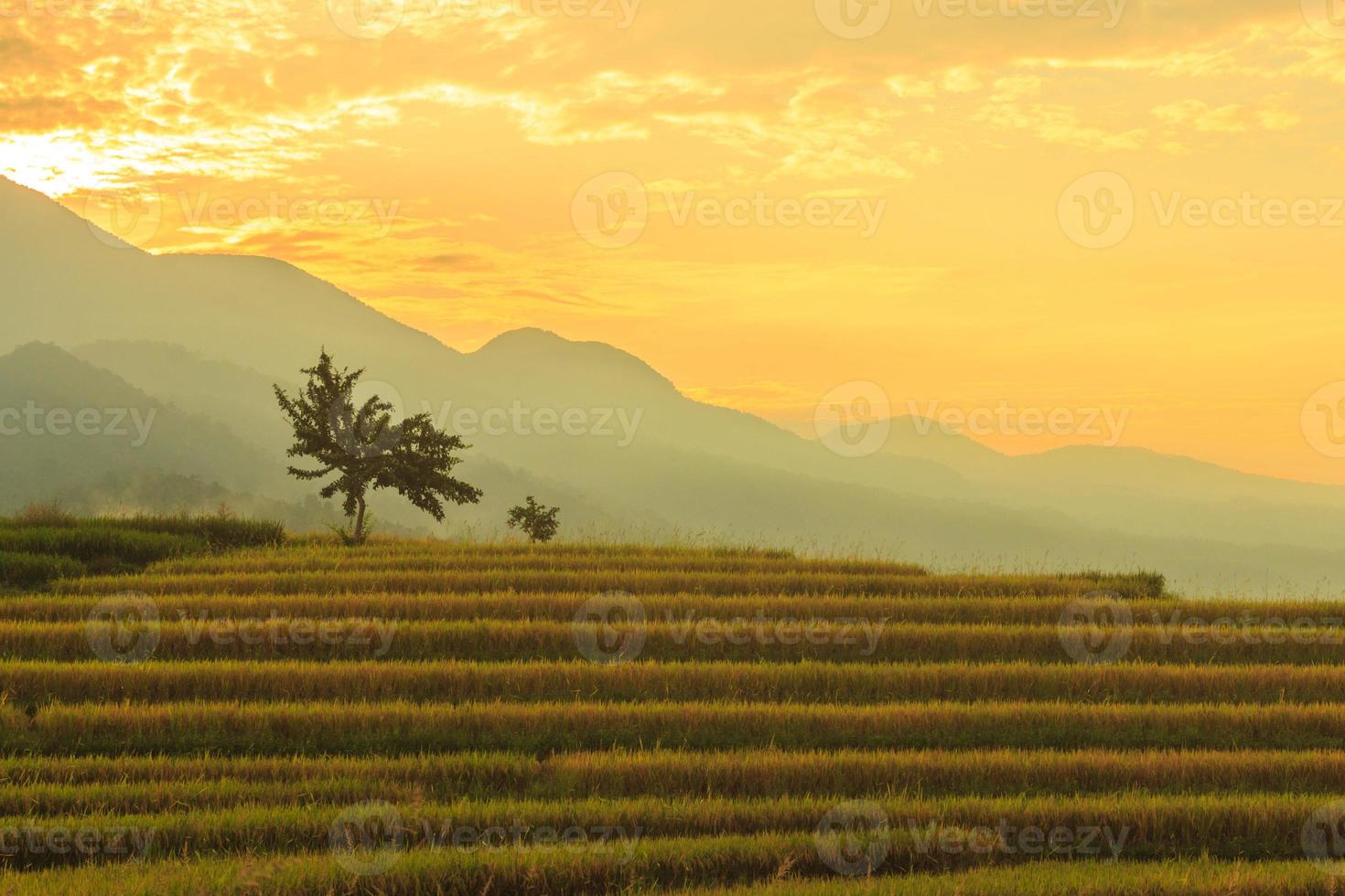 Vista de la mañana en el área del campo de arroz en la montaña con arroz amarillo en un hermoso amanecer foto